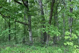 91 Acres, Pike County, MO